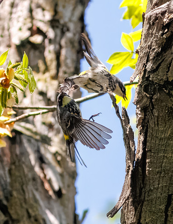 Yellow-rumped Warbler-11