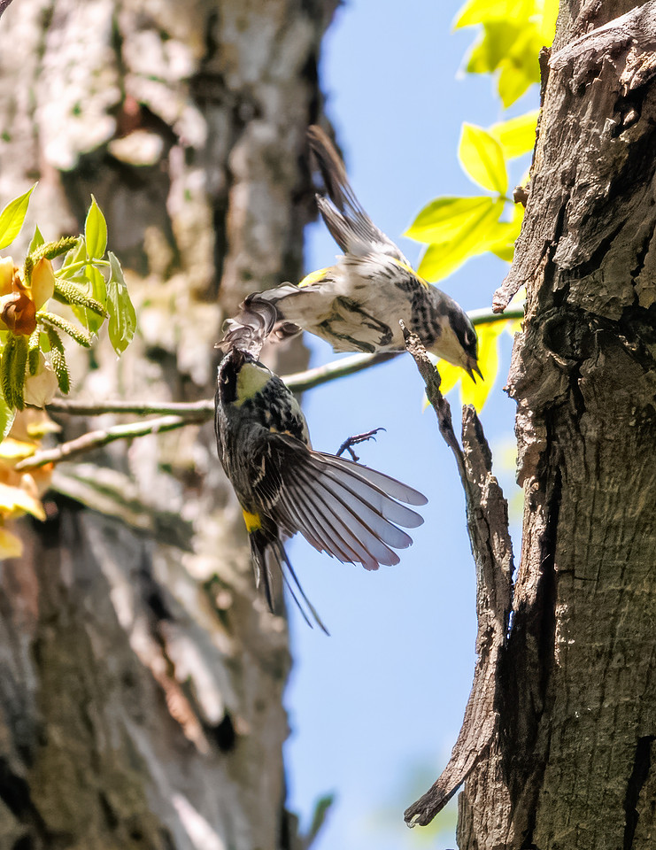 Yellow-rumped Warbler-11