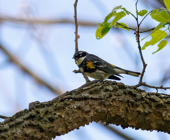 Yellow-rumped Warbler-2