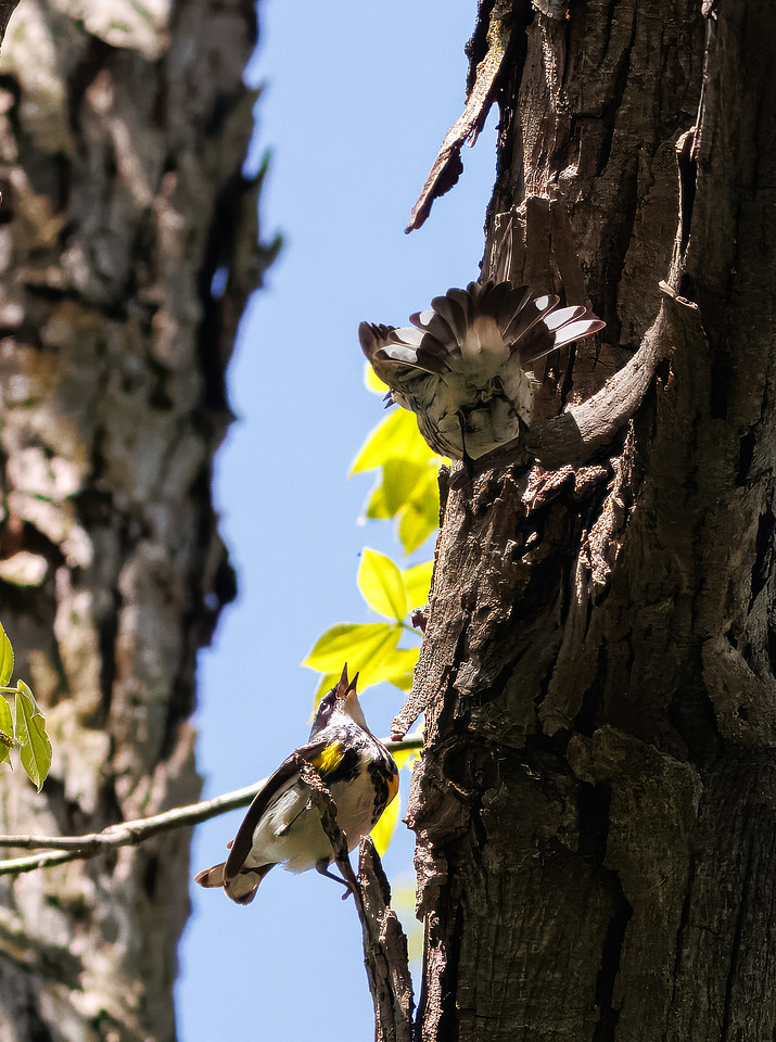 Yellow-rumped Warbler-10