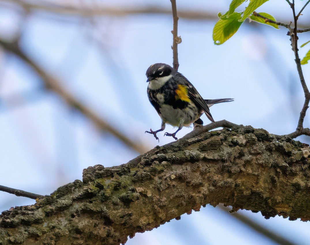 Yellow-rumped Warbler-3
