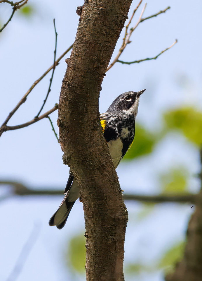 Yellow-rumped Warbler-4