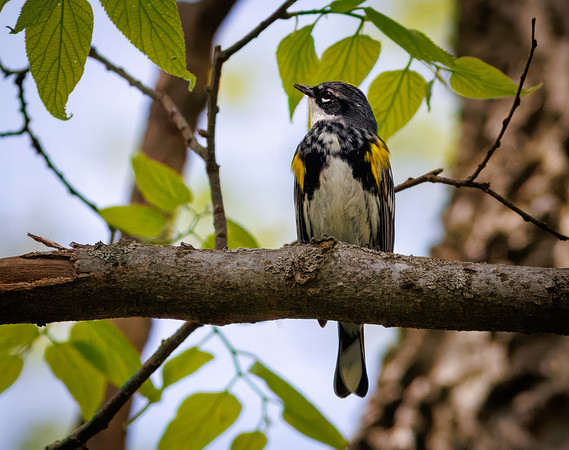 Yellow-rumped Warbler-5