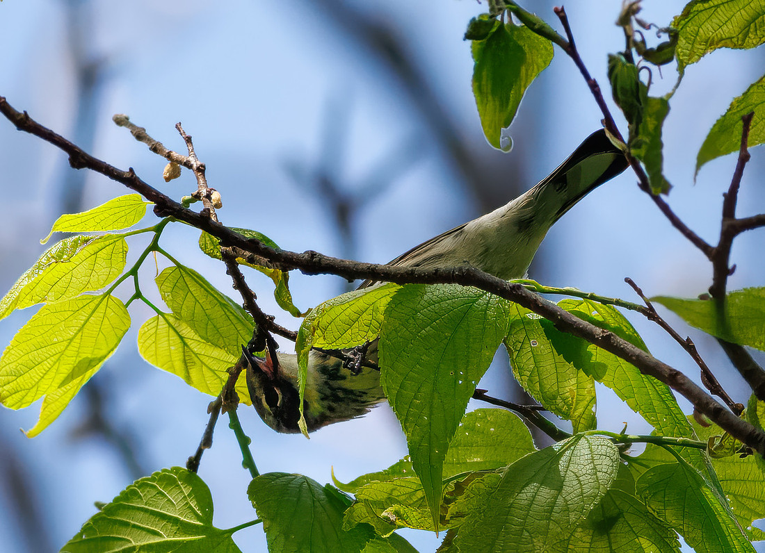 Yellow-rumped Warbler-6