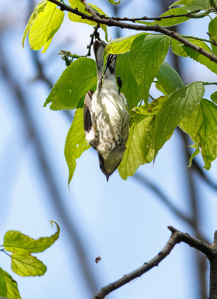 Yellow-rumped Warbler-7