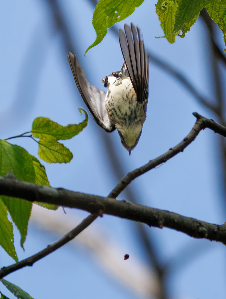 Yellow-rumped Warbler-8
