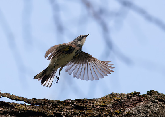 Yellow-rumped Warbler-9