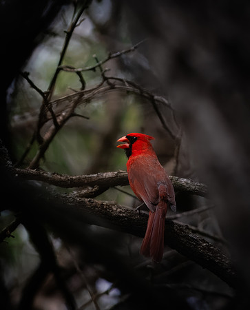 Spotlight on a Northern Cardinal