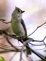 Tufted Titmouse-5