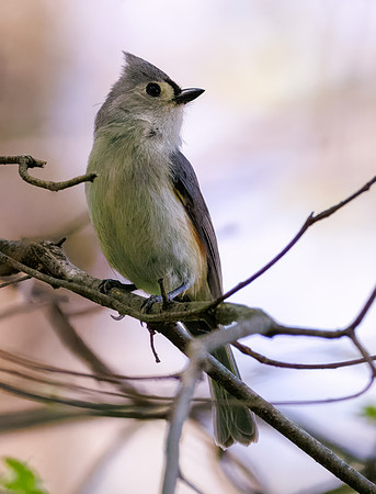 Tufted Titmouse-5