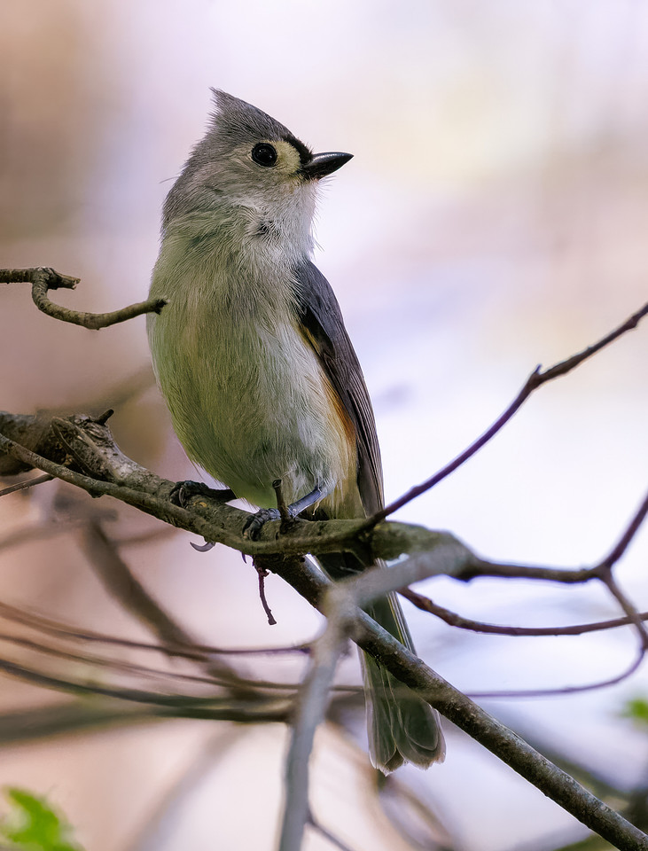 Tufted Titmouse-5