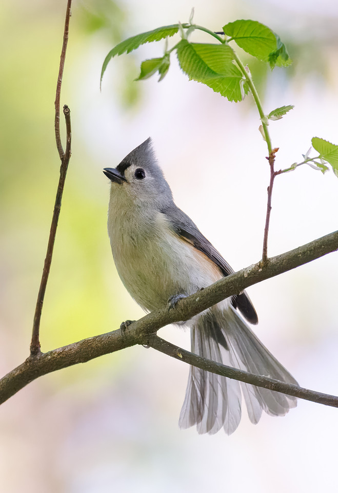 Tufted Titmouse-3