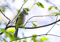 Tufted Titmouse-7