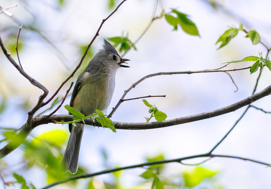 Tufted Titmouse-7