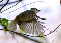 Tufted Titmouse-6