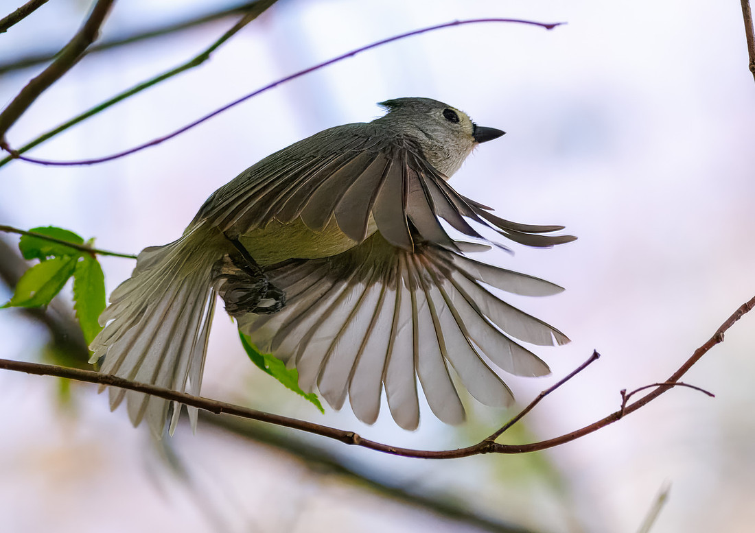 Tufted Titmouse-6