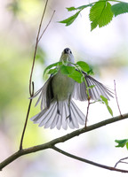 Tufted Titmouse-4