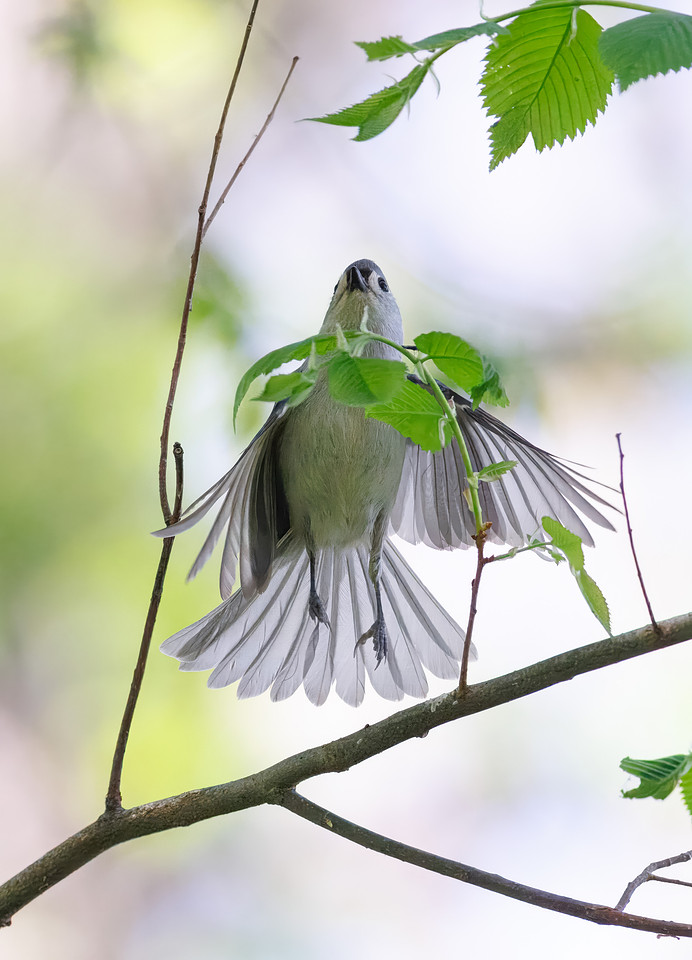 Tufted Titmouse-4