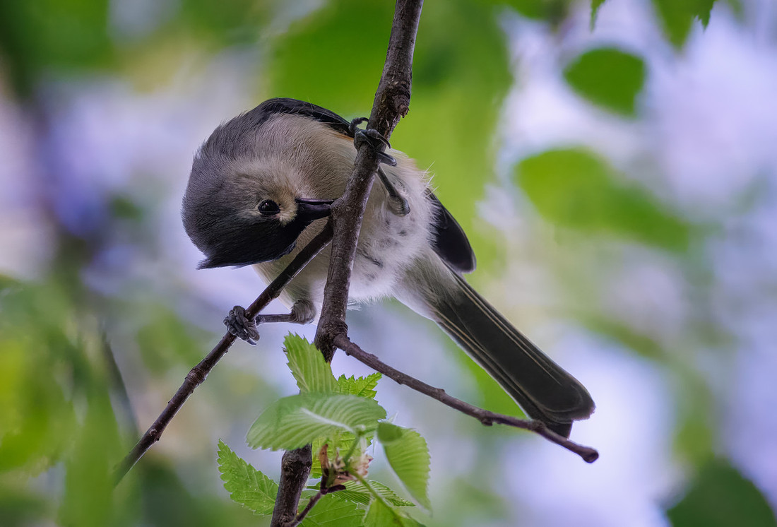Tufted Titmouse-8