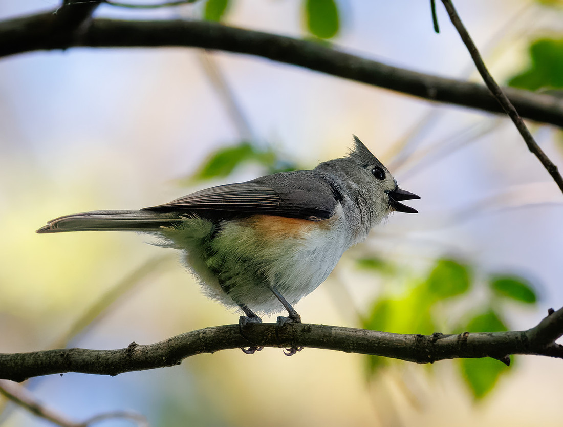 Tufted Titmouse-9