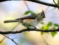 Tufted Titmouse-10