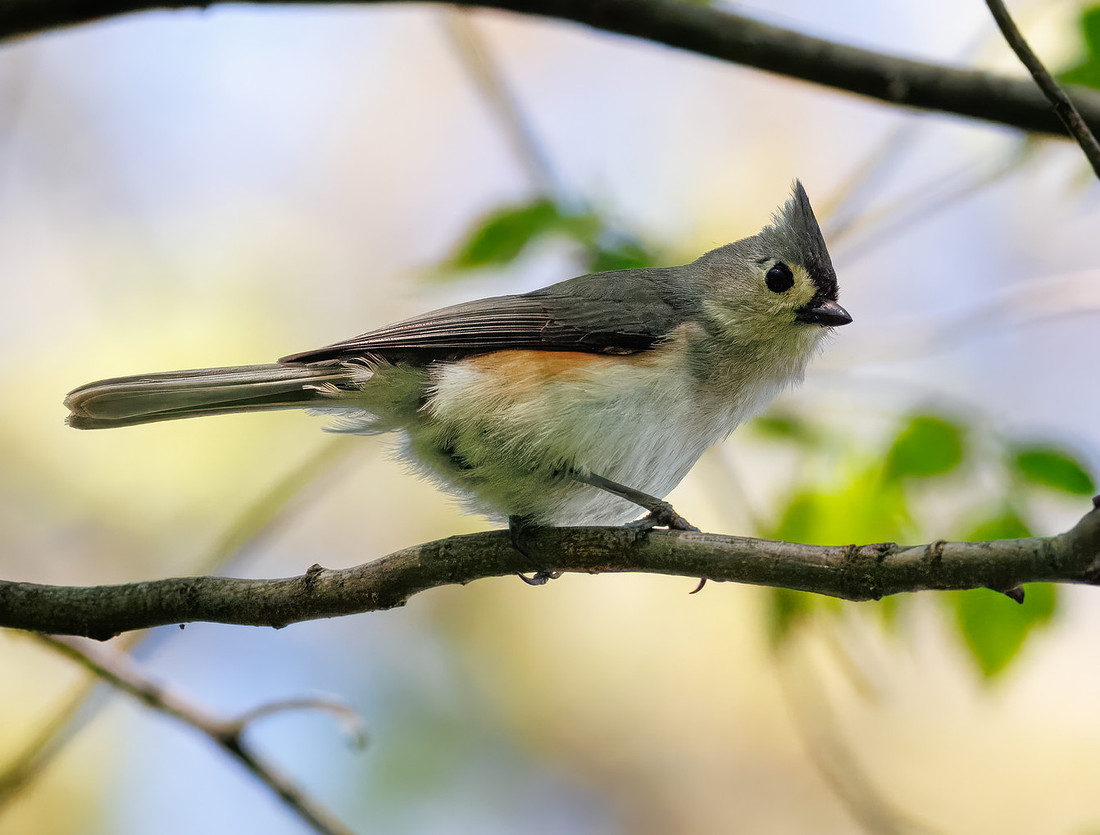 Tufted Titmouse-10