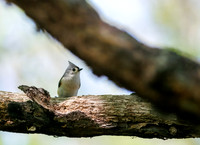 Tufted Titmouse
