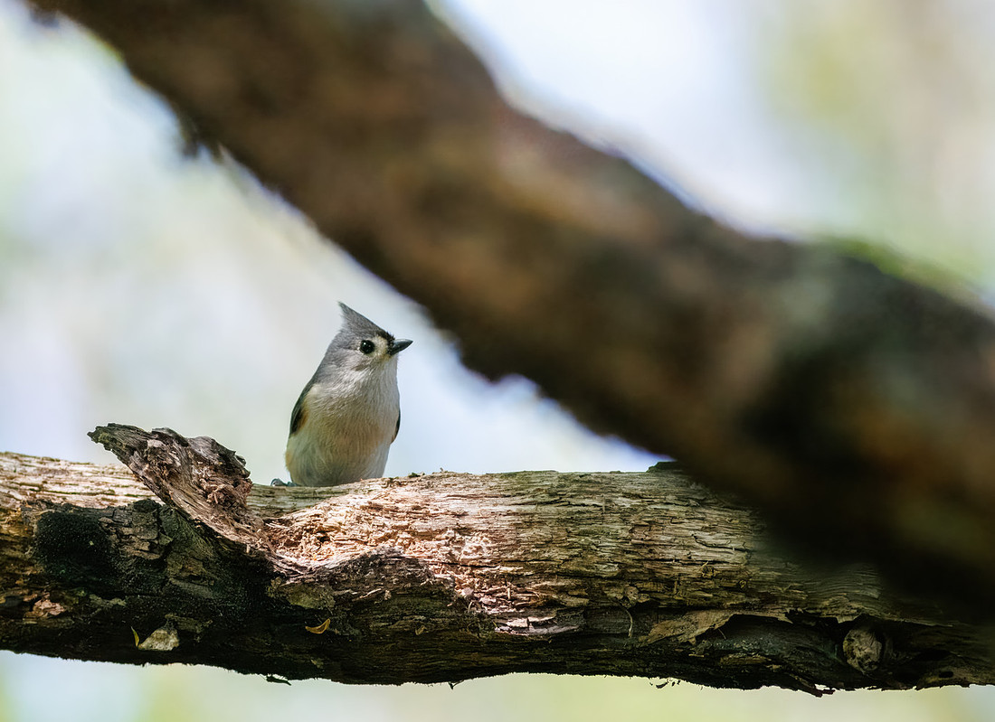 Tufted Titmouse