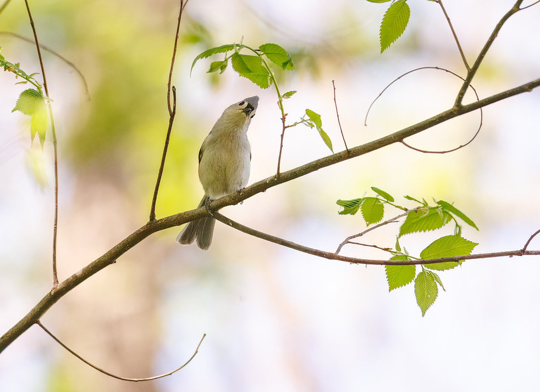 Tufted Titmouse-2