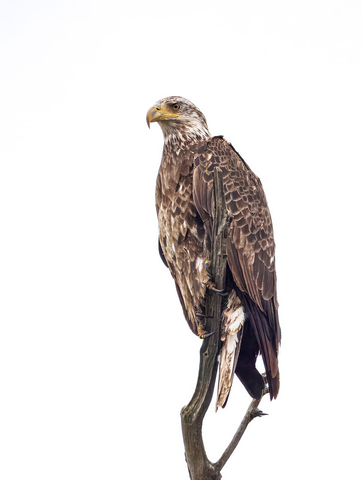 Eagle Perched over Dawson Lake