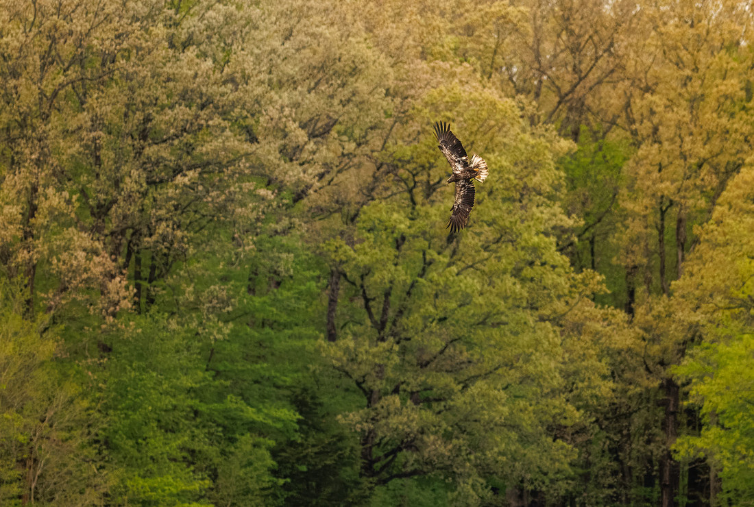 Bald Eagle at Moraine View State Park-4