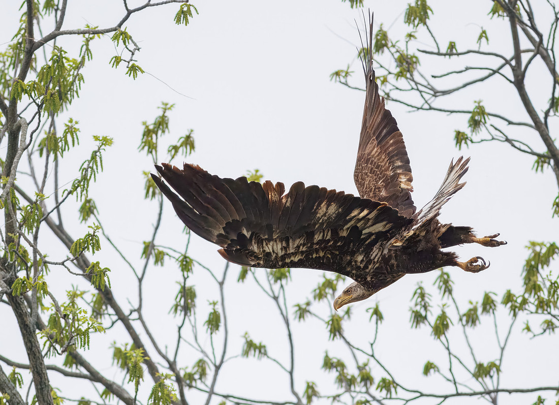 Bald Eagle at Moraine View State Park