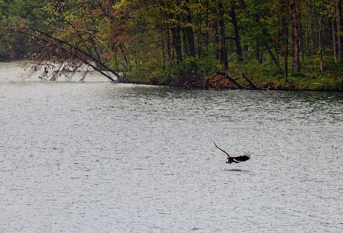 Bald Eagle at Moraine View State Park-3