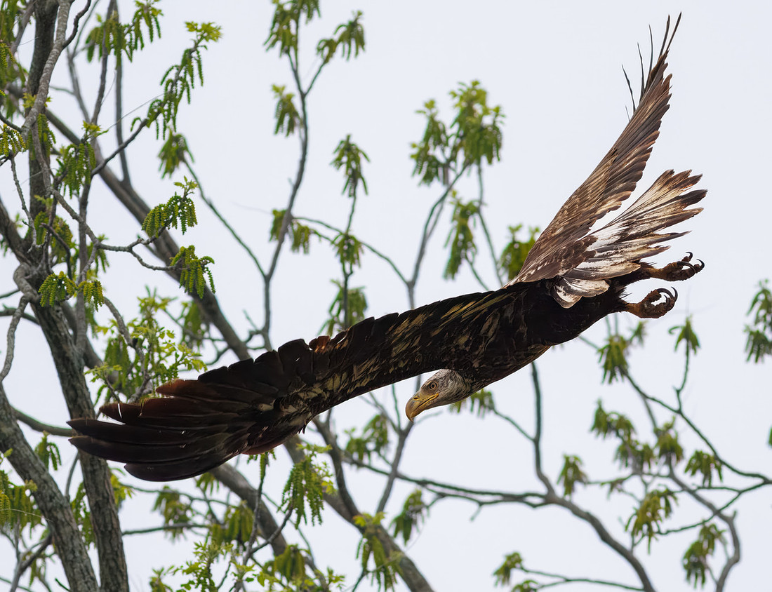 Bald Eagle at Moraine View State Park-2