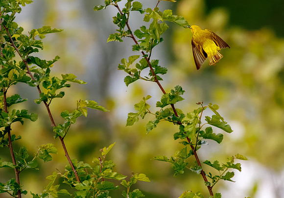 Yellow Warbler Catches a Meal Series