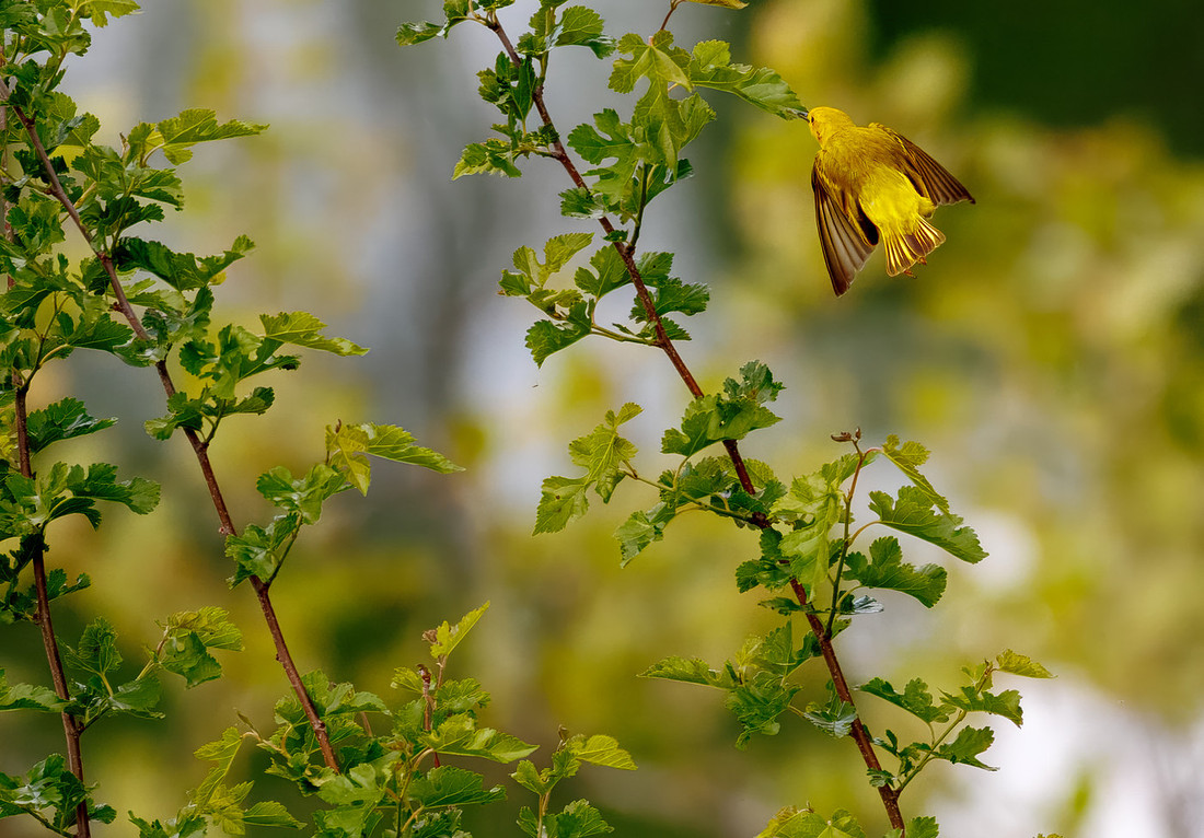 Yellow Warbler Catches a Meal Series