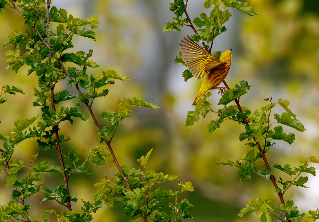 Yellow Warbler Catches a Meal Series