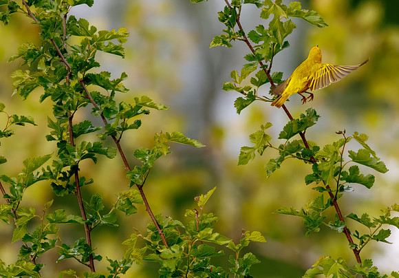 Yellow Warbler Catches a Meal Series