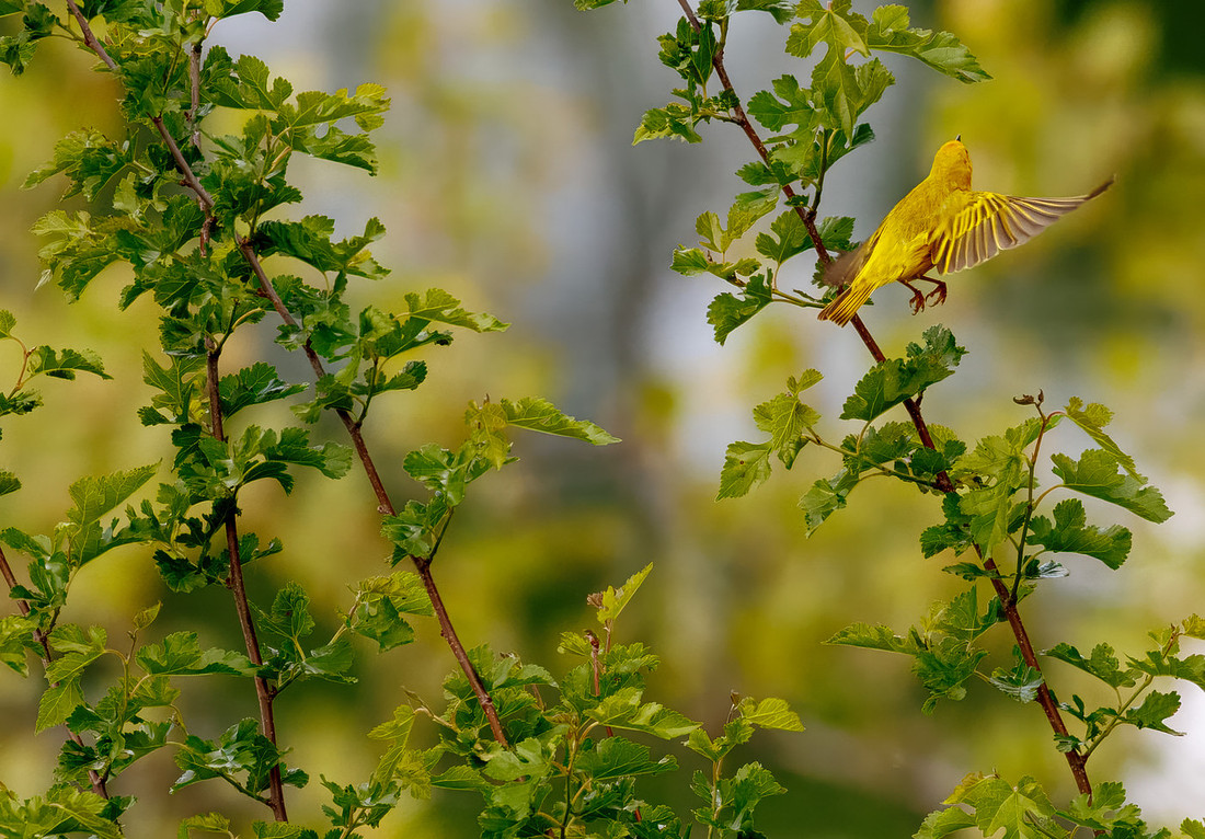 Yellow Warbler Catches a Meal Series
