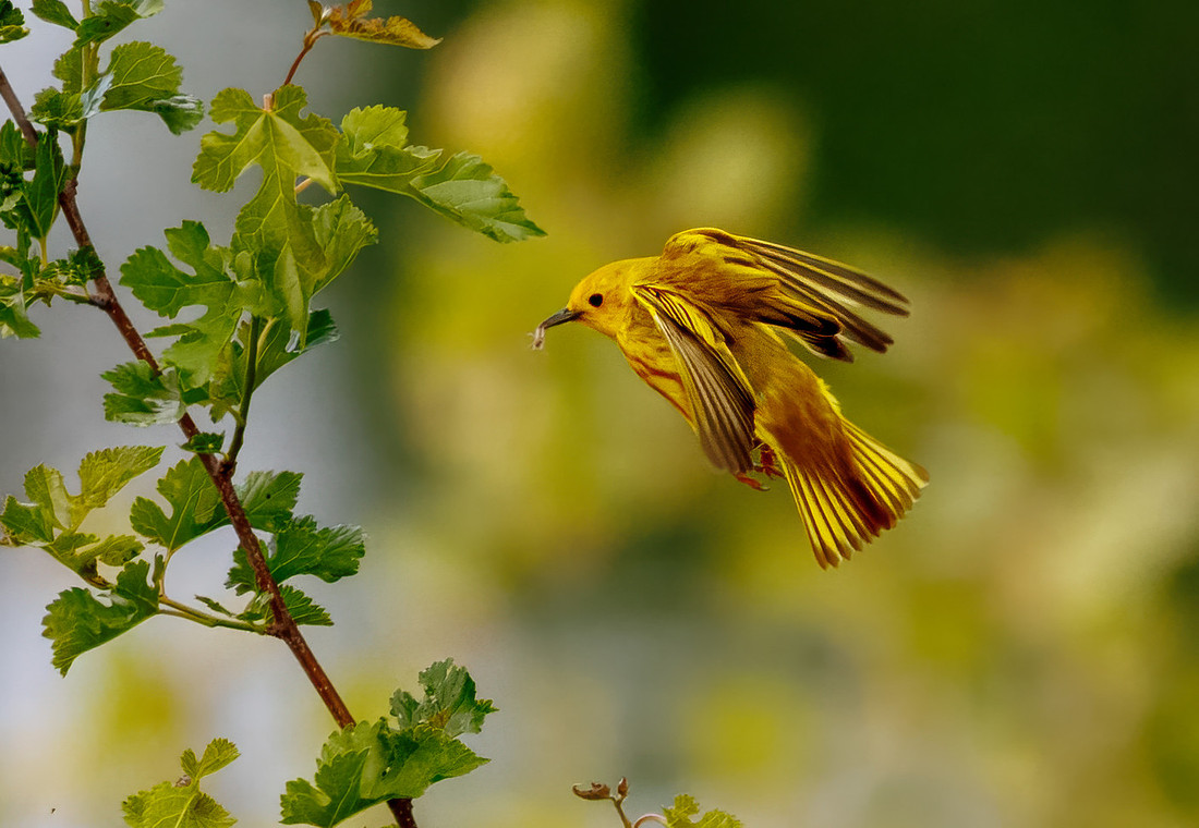 Yellow Warbler Catches a Meal Series
