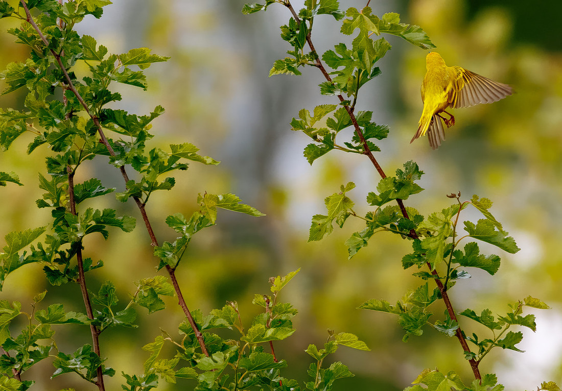Yellow Warbler Catches a Meal Series