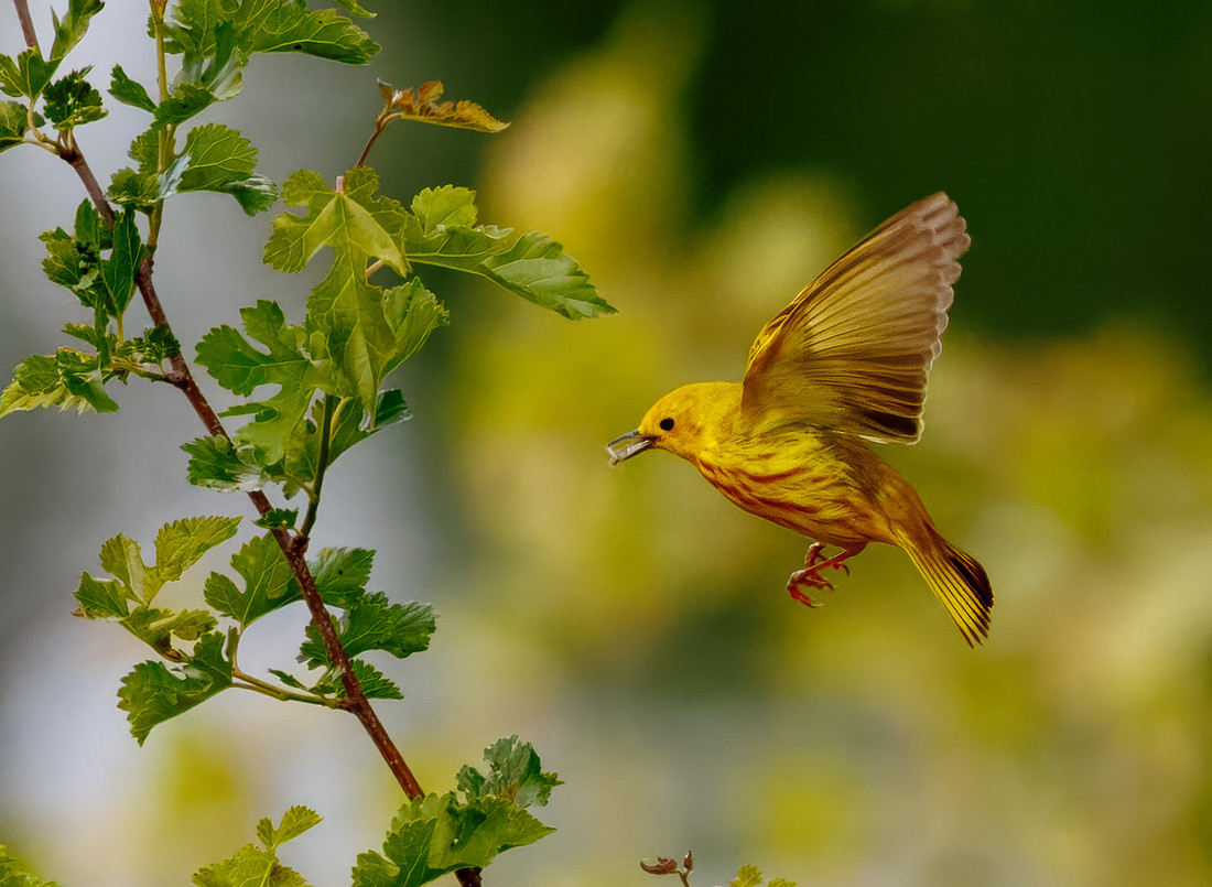 Yellow Warbler Catches a Meal Series