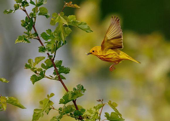 Yellow Warbler Catches a Meal Series
