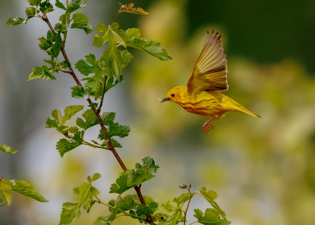 Yellow Warbler Catches a Meal Series