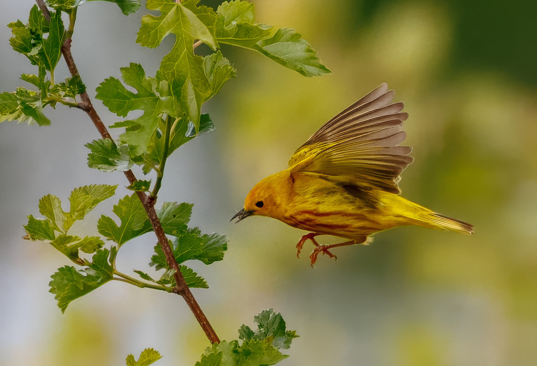 Yellow Warbler Catches a Meal Series