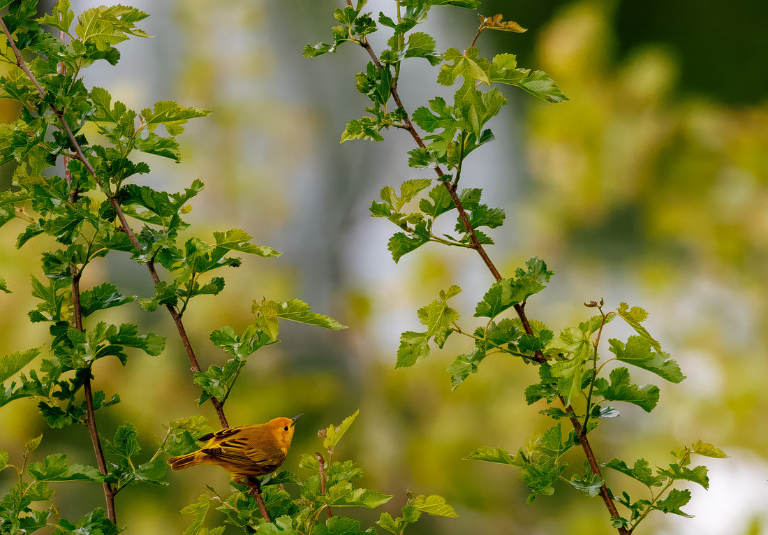 Yellow Warbler Catches a Meal Series