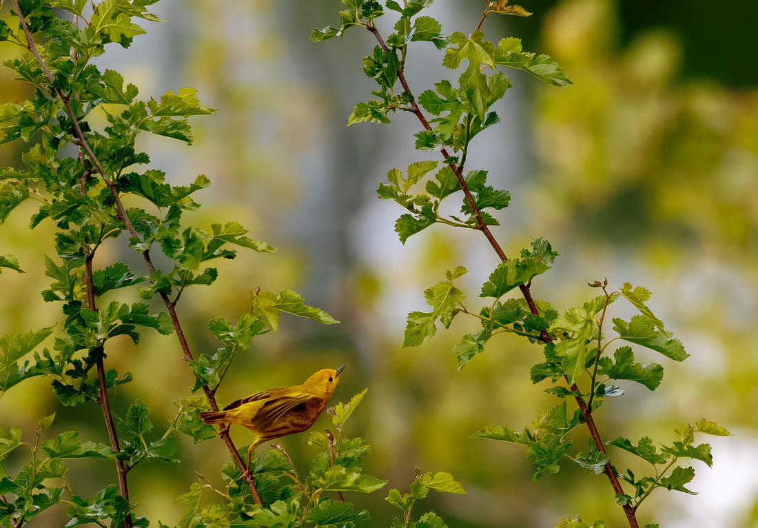 Yellow Warbler Catches a Meal Series