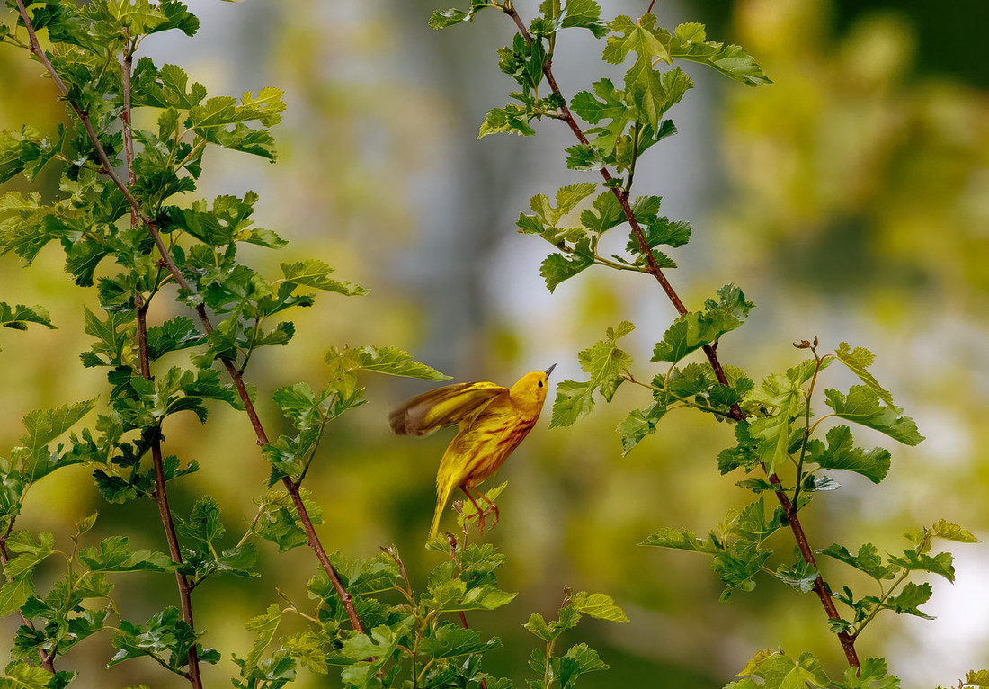 Yellow Warbler Catches a Meal Series