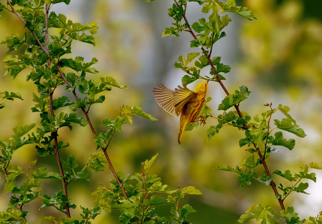Yellow Warbler Catches a Meal Series