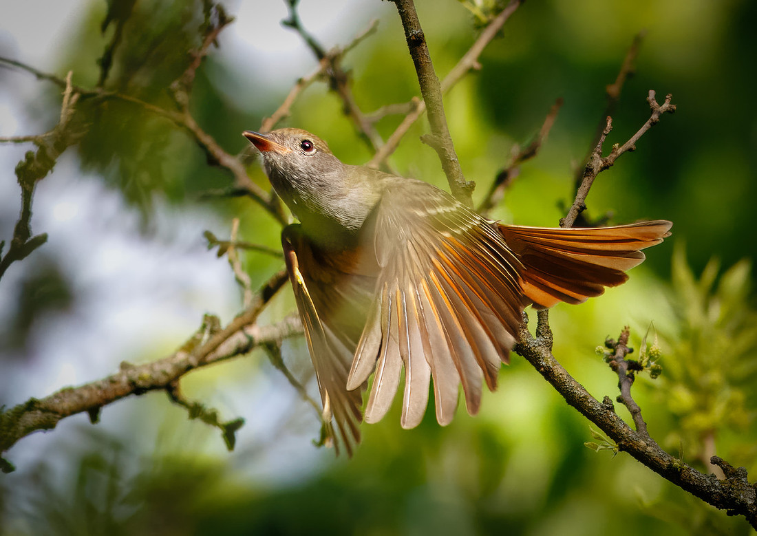 Great Crested Flycatcher